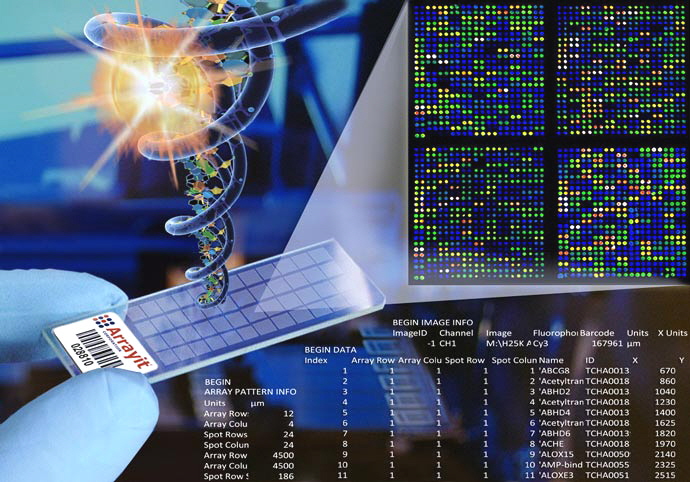 microarray probe to gene r expression taply